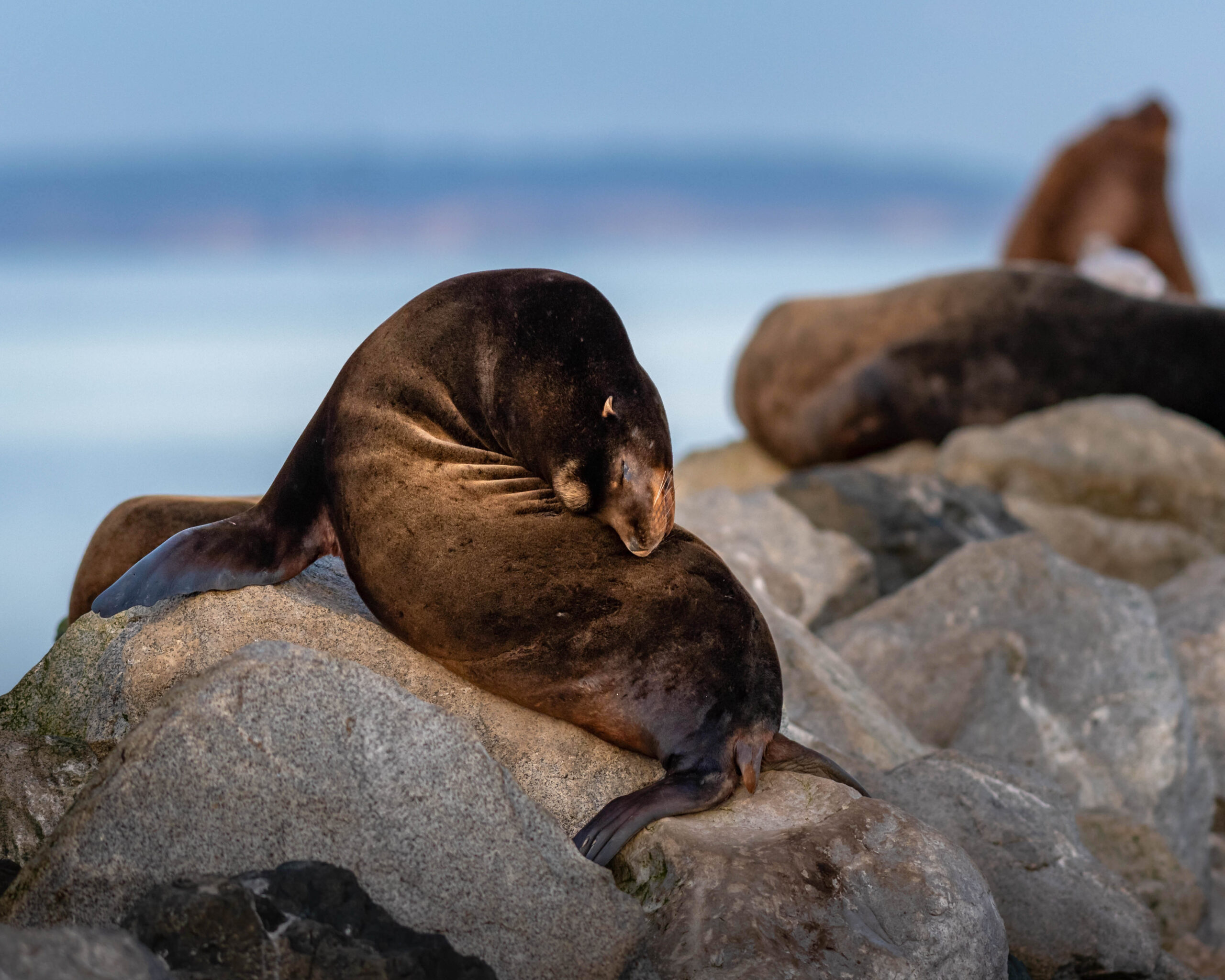 DSC_9993 - Print Ready