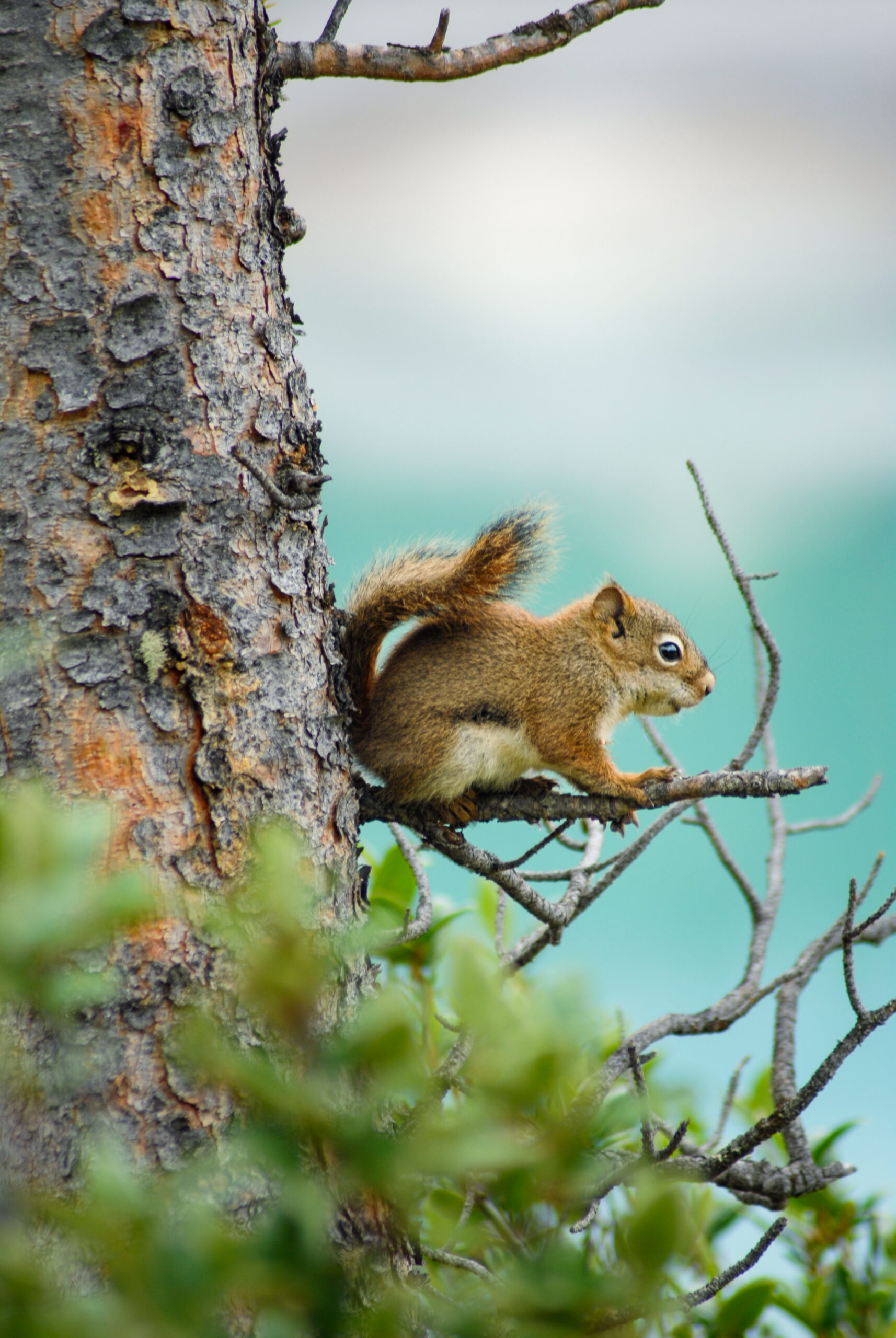 Out on a Limb - Print Ready