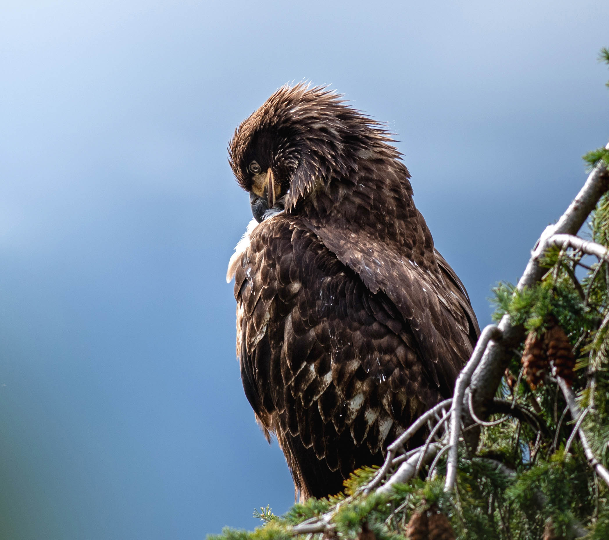 Preening Perch - Print Ready (slightly decrease exposure)