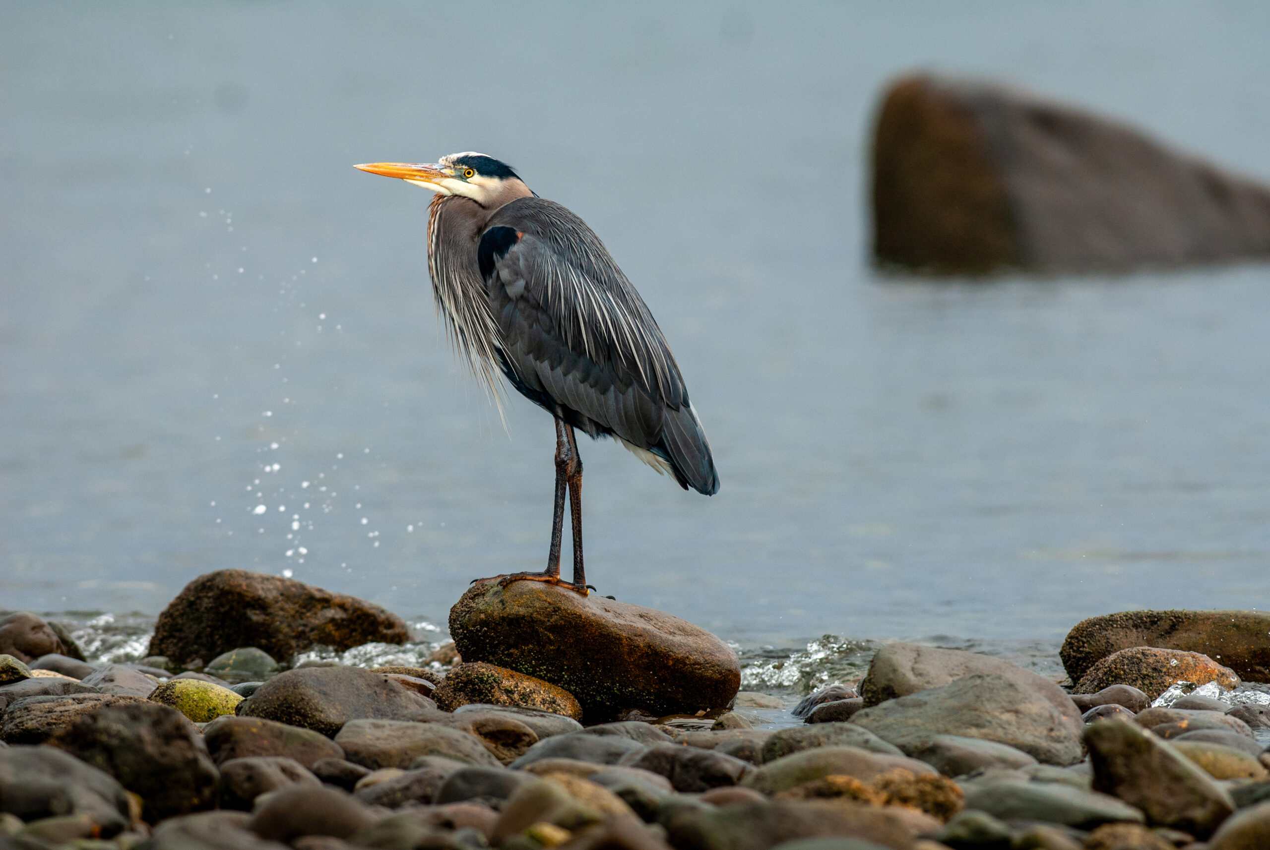 Rainy Day Heron - Print Ready