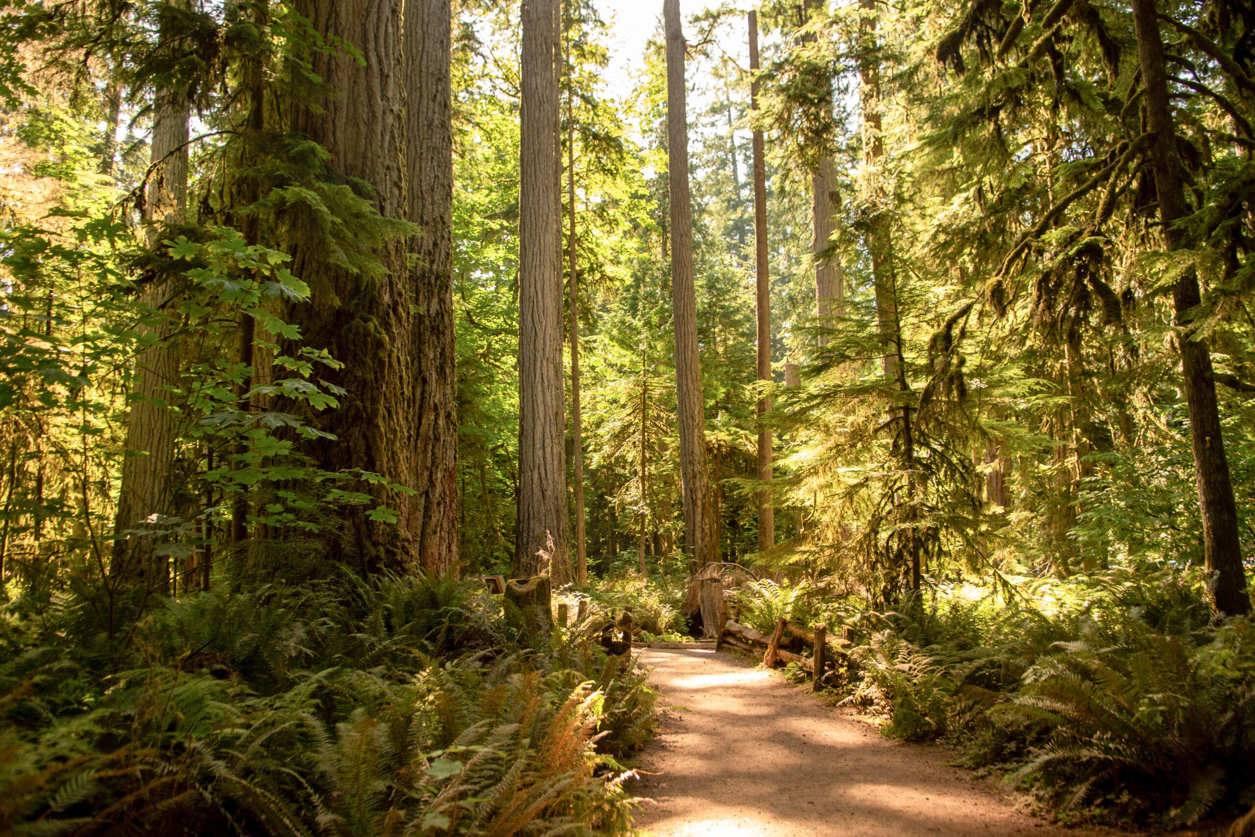 Walk Among Giants - Print ready